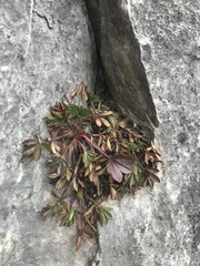 Potentilla caulescens