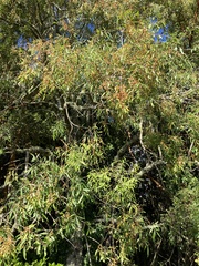 Maytenus boaria