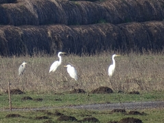 Ardea alba