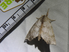 Olceclostera seraphica