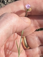 Petrorhagia nanteuilii