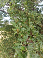 Nothofagus antarctica
