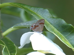 Rubroserrata ecbatana