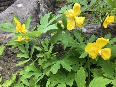 Stylophorum diphyllum