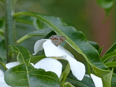 Rubroserrata ecbatana