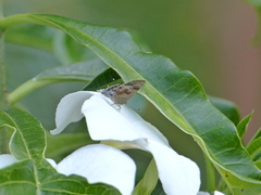 Rubroserrata ecbatana
