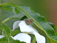Rubroserrata ecbatana