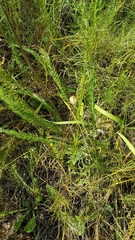 Tulipa sylvestris biebersteiniana