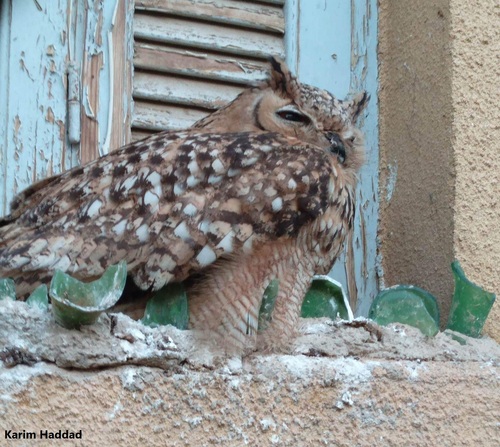 Búho desértico (Bubo ascalaphus)