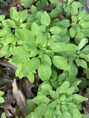 Alstroemeria psittacina