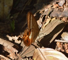 Pierella nereis