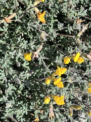 Adenocarpus foliolosus