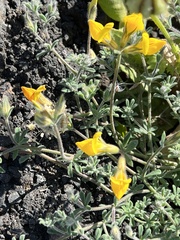 Adenocarpus foliolosus