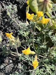 Adenocarpus foliolosus