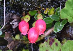 Disterigma empetrifolium