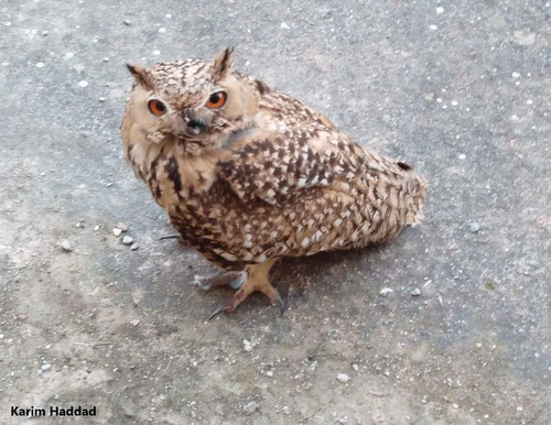 Búho desértico (Bubo ascalaphus)