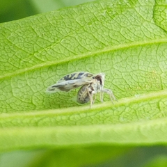 Bothriocera