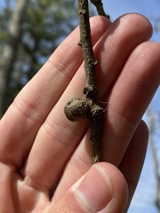 Disholcaspis quercusglobulus