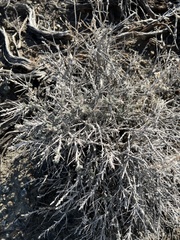 Artemisia spinescens