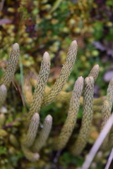 Lycopodiaceae