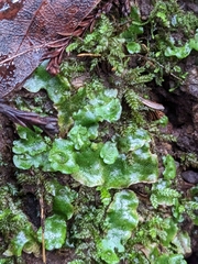Lunularia