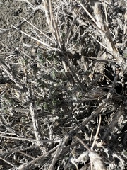 Artemisia spinescens