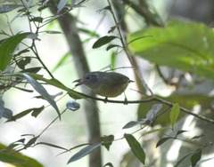 Dysithamnus mentalis