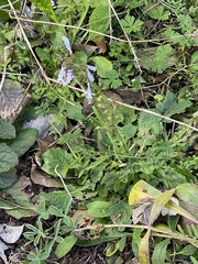 Salvia lyrata