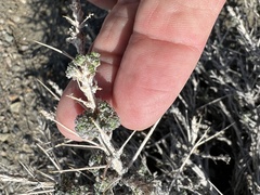 Artemisia spinescens