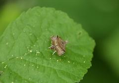 Choreutis nemorana