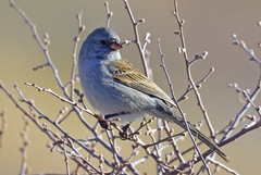 Spizella atrogularis