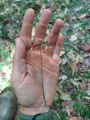 Mecistogaster amalia