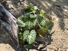 Asarum marmoratum