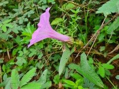 Ipomoea setifera