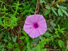 Ipomoea setifera