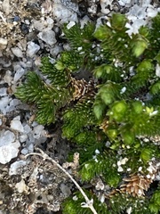 Selaginella eremophila