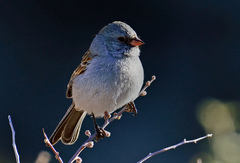 Spizella atrogularis