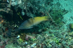 Halichoeres prosopeion