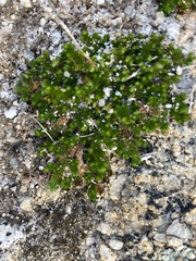 Selaginella eremophila
