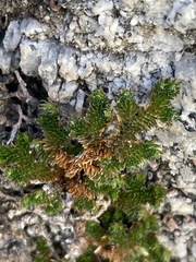 Selaginella eremophila