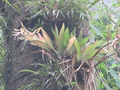 Tillandsia biflora