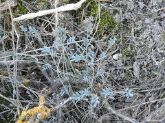Hippocrepis ciliata