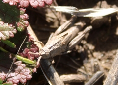 Chimarocephala pacifica