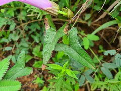 Ipomoea setifera