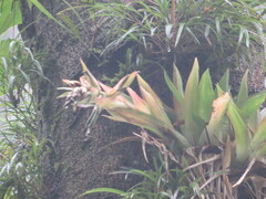 Tillandsia biflora