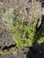 Lavandula canariensis