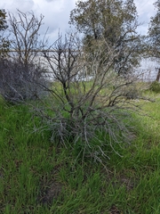 Eriogonum nudum psychicola