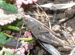 Chimarocephala pacifica