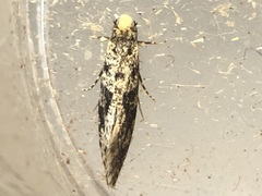 Nemapogon granella