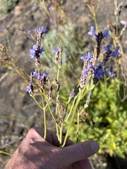 Lavandula canariensis
